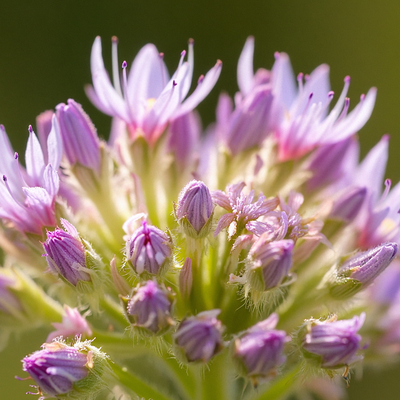 Allantoin