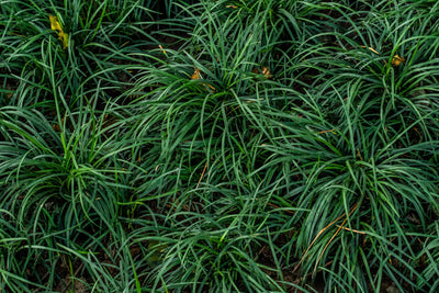 Mondo grass
