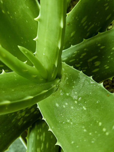 Aloe vera